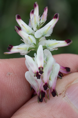 Fumaria capreolata