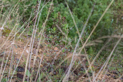 Medicago orbicularis