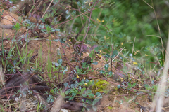 Medicago orbicularis