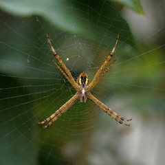 Argiope minuta