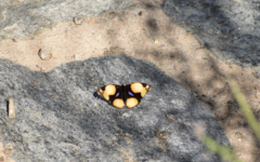 Junonia hierta cebrene
