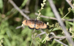 Acraea stenobea