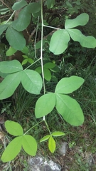 Laburnum anagyroides