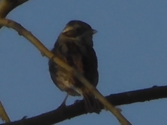 Emberiza rustica