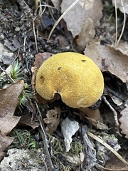 Chalciporus aurantiacus