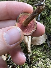 Chalciporus aurantiacus