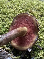 Chalciporus aurantiacus