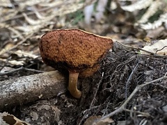 Chalciporus aurantiacus