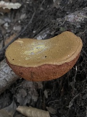 Chalciporus aurantiacus