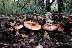 Lactarius sanguifluus