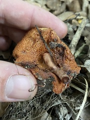 Chalciporus aurantiacus