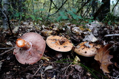 Lactarius sanguifluus