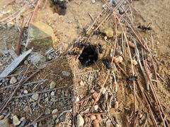 Camponotus japonicus