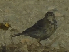 Anthus rubescens japonicus