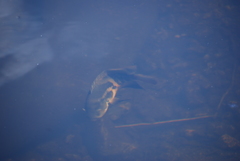 Astronotus ocellatus