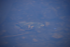 Astronotus ocellatus