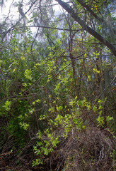 Gymnanthera oblonga