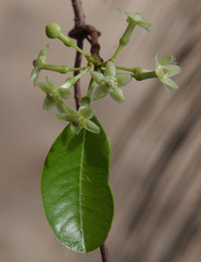 Gymnanthera oblonga