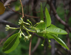 Gymnanthera oblonga
