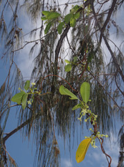 Gymnanthera oblonga