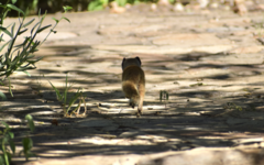 Cynictis penicillata