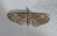 Lepidoptera
