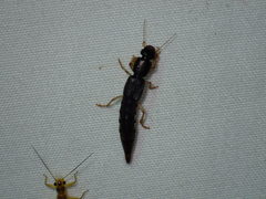 Pinophilus