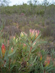 Protea burchellii