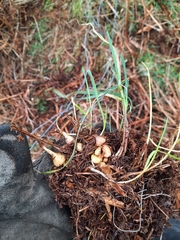 Arrhenatherum elatius bulbosum