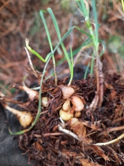 Arrhenatherum elatius bulbosum