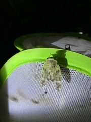 Platypleura kaempferi