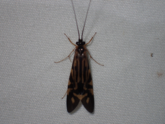 Macrostemum zebratum