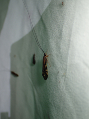 Macrostemum zebratum