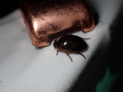 Tropisternus collaris