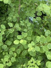 Magnoliopsida