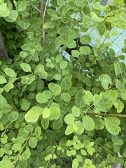 Magnoliopsida