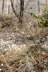 Bufonia parviflora