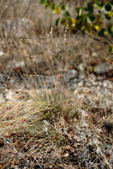 Bufonia parviflora