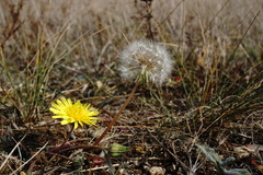 Taraxacum hybernum