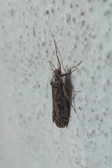 Lepidoptera