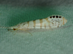 Nectopsyche exquisita