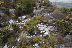 Hermas villosa