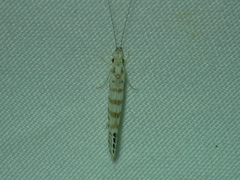 Nectopsyche exquisita