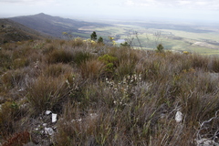 Erica grisbrookii