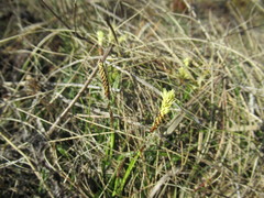 Carex ericetorum