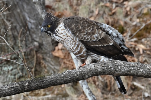 Mountain Hawk-Eagle (Nisaetus nipalensis) — wildlife photography in India