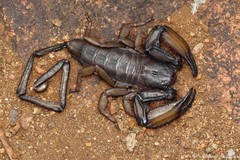 Hadogenes troglodytes