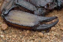 Hadogenes troglodytes