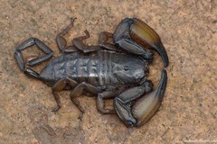 Hadogenes troglodytes