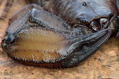 Hadogenes troglodytes